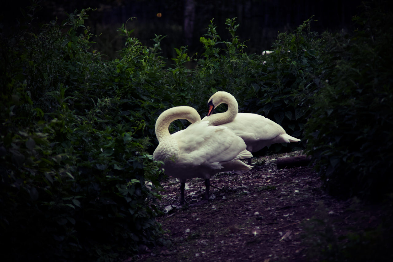Preening swans
