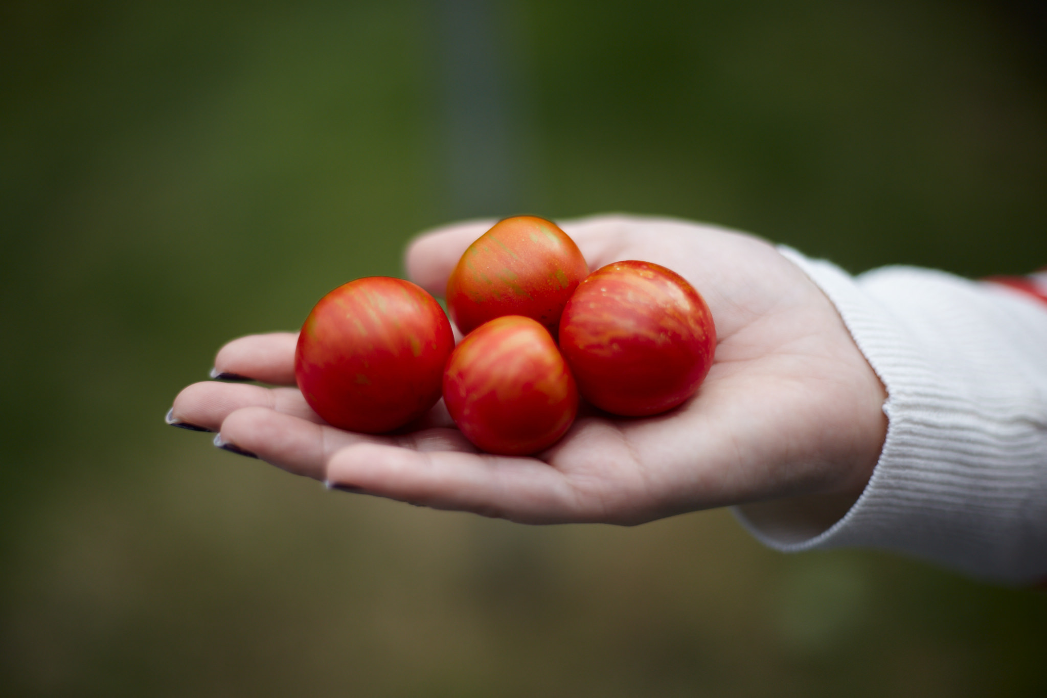 A hand holding some bright red tomatoes
