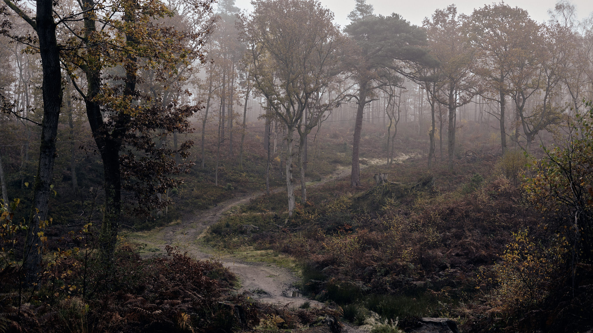 A path through the woods