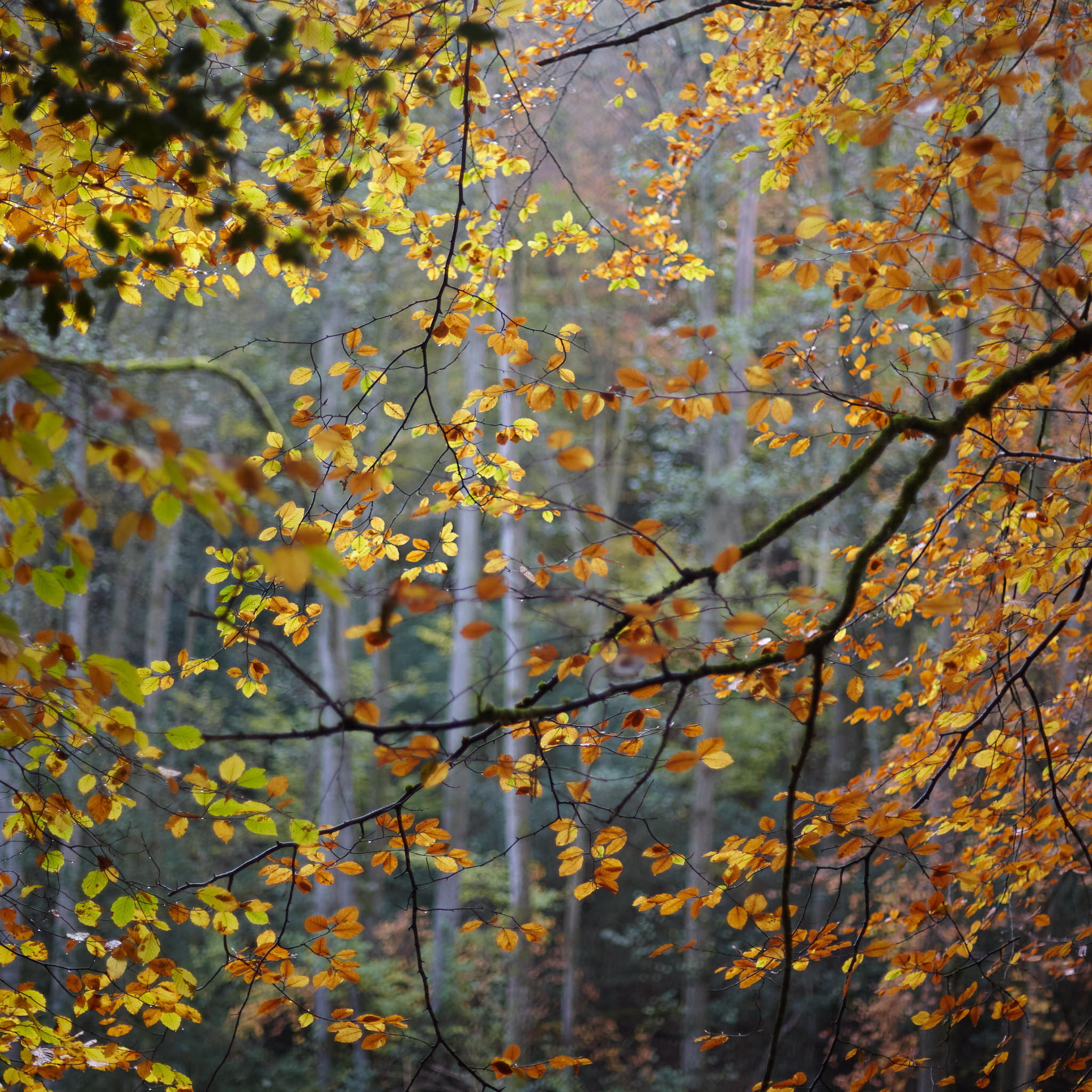 Yellow leaves