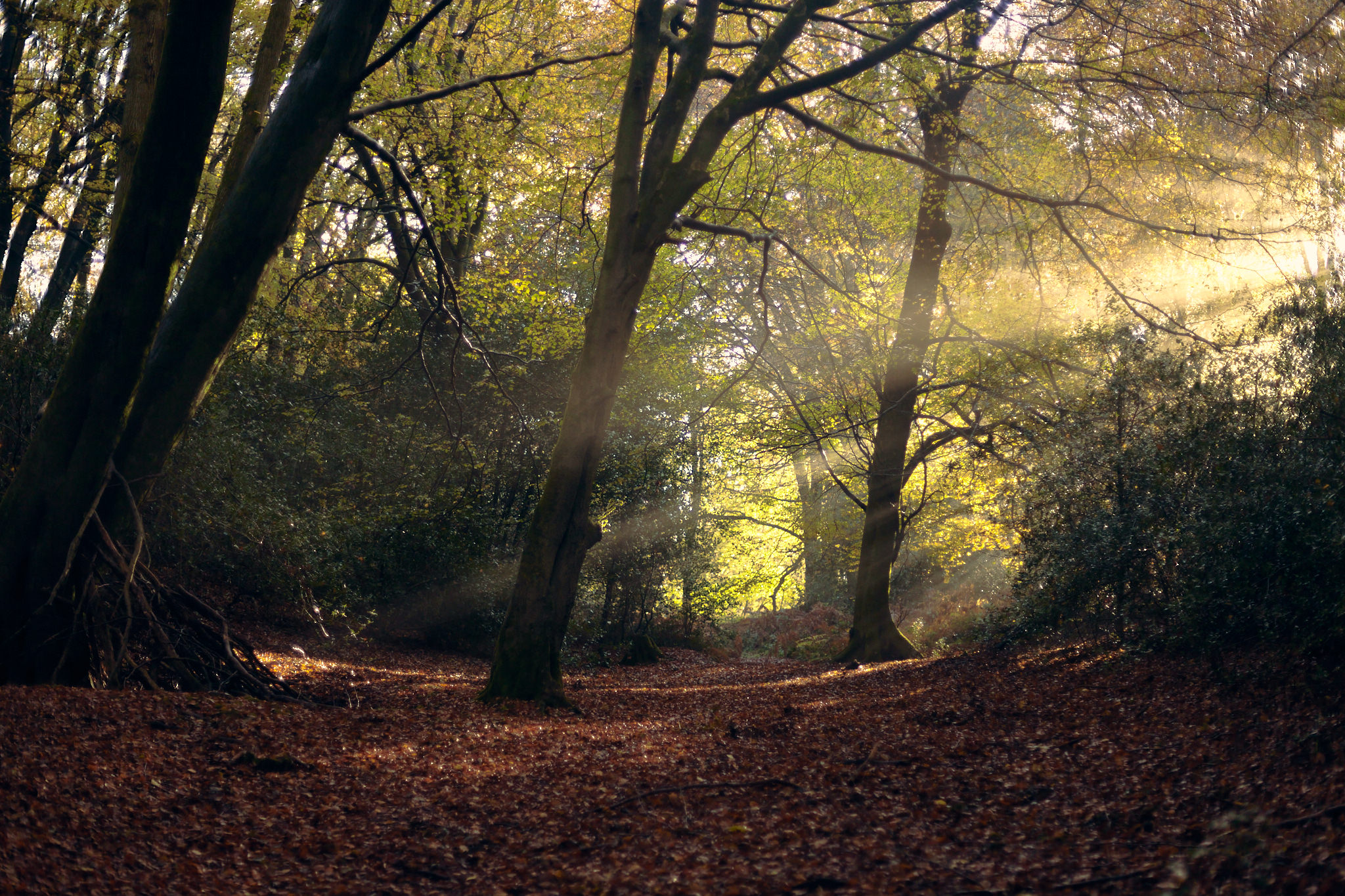 Light shining through trees