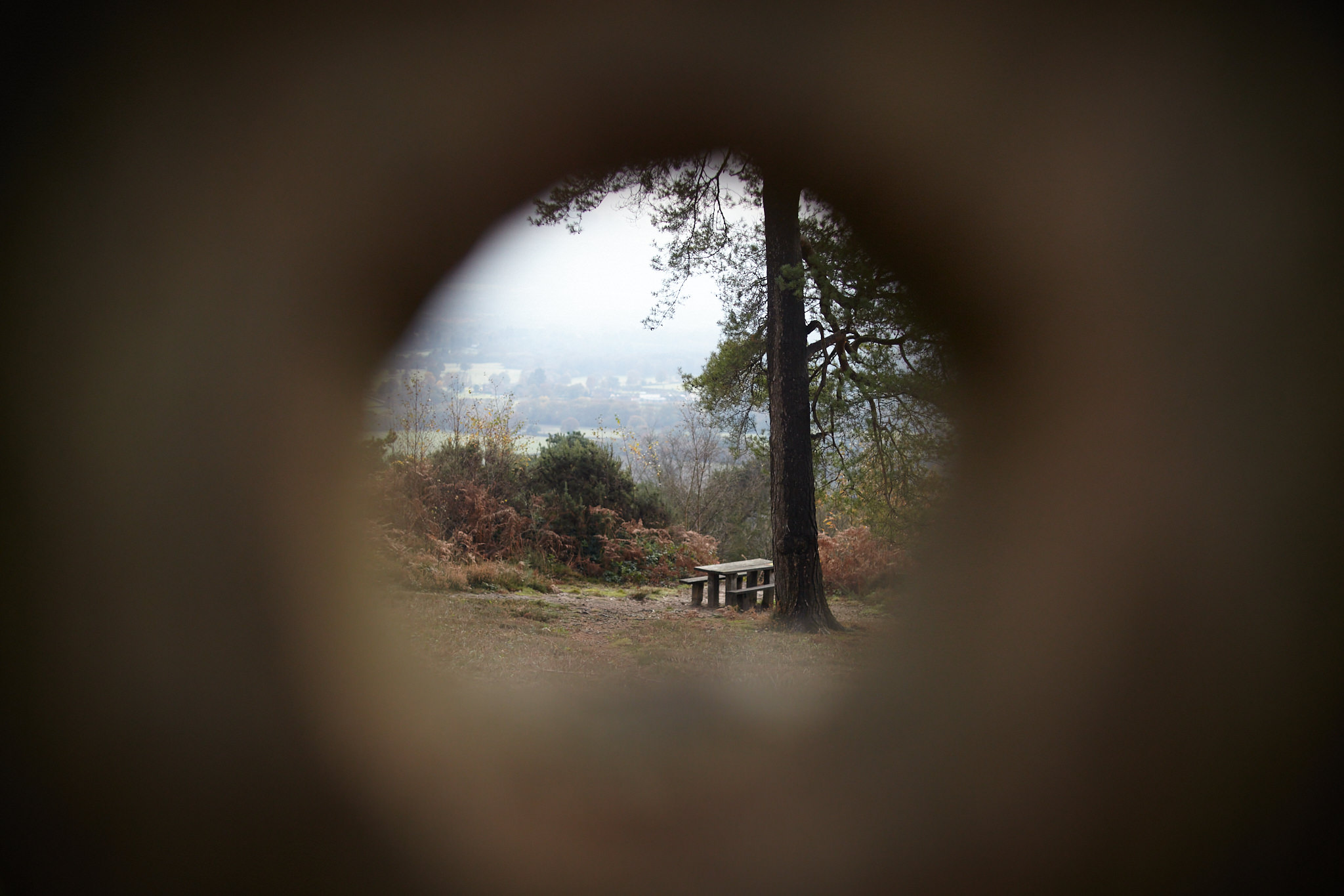 A bench and tree with views from Leith Hill