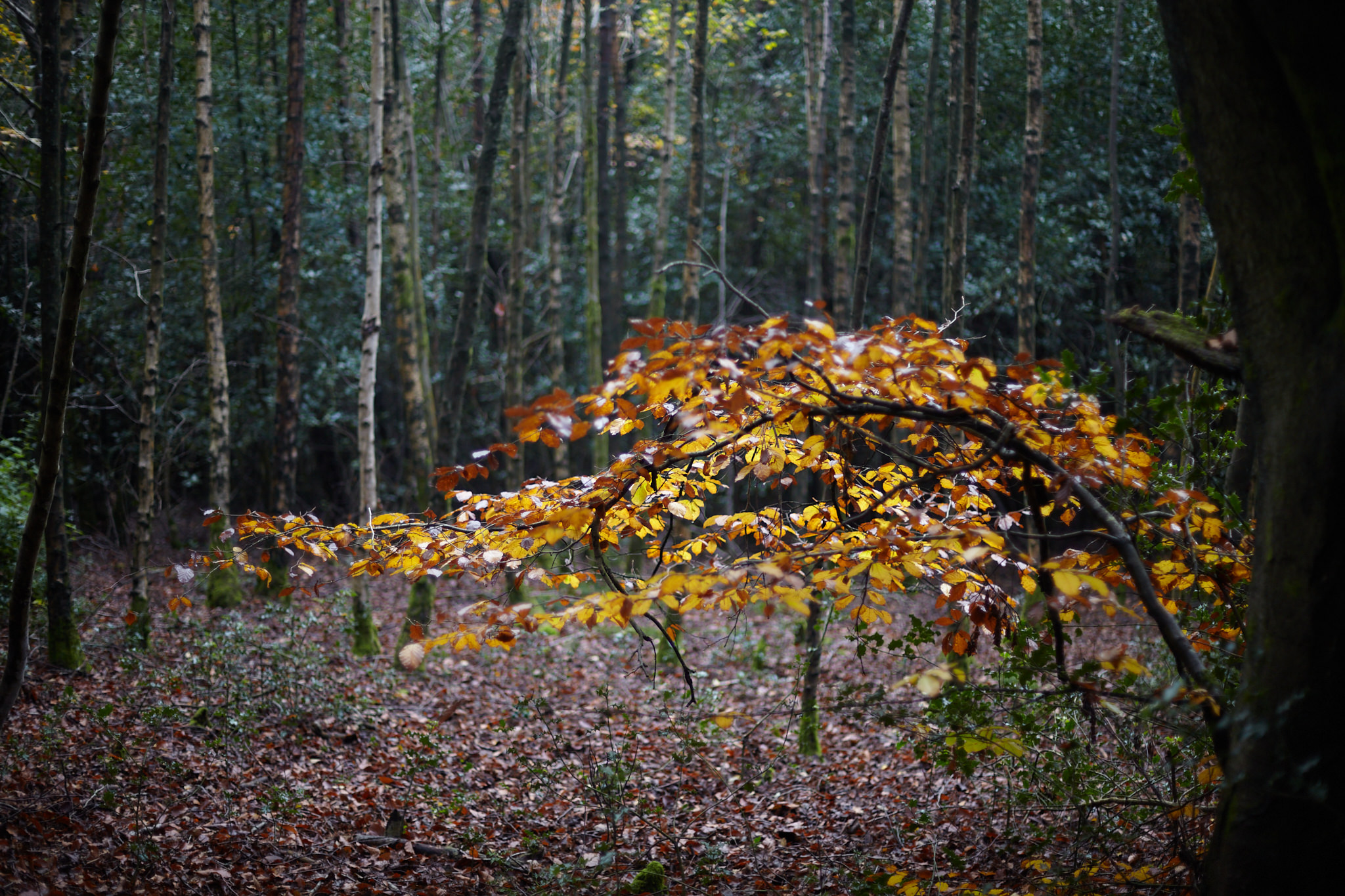 A low-hanging branch with yellow leaves